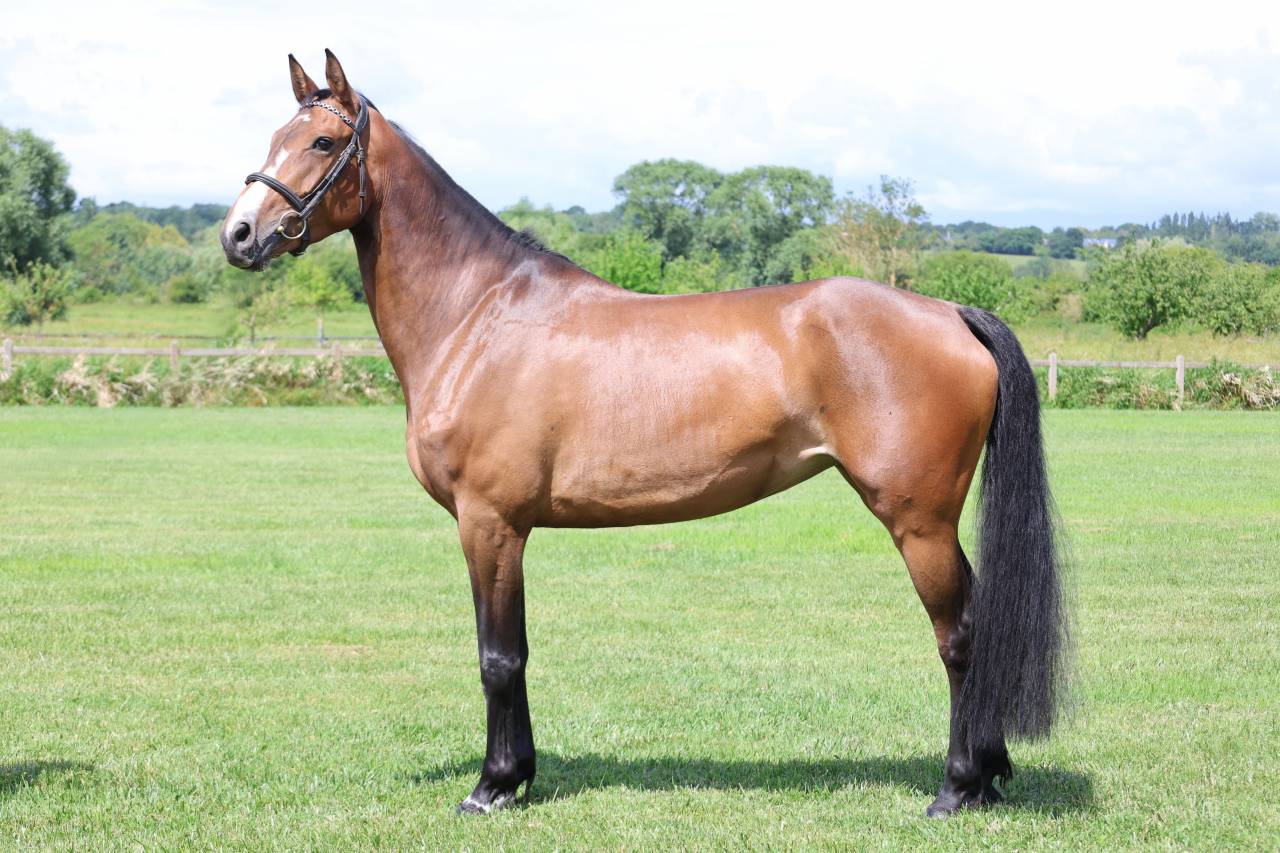 Yegua Silla Franc&eacute;s En venta 2021 Bayo por BALOU STAR