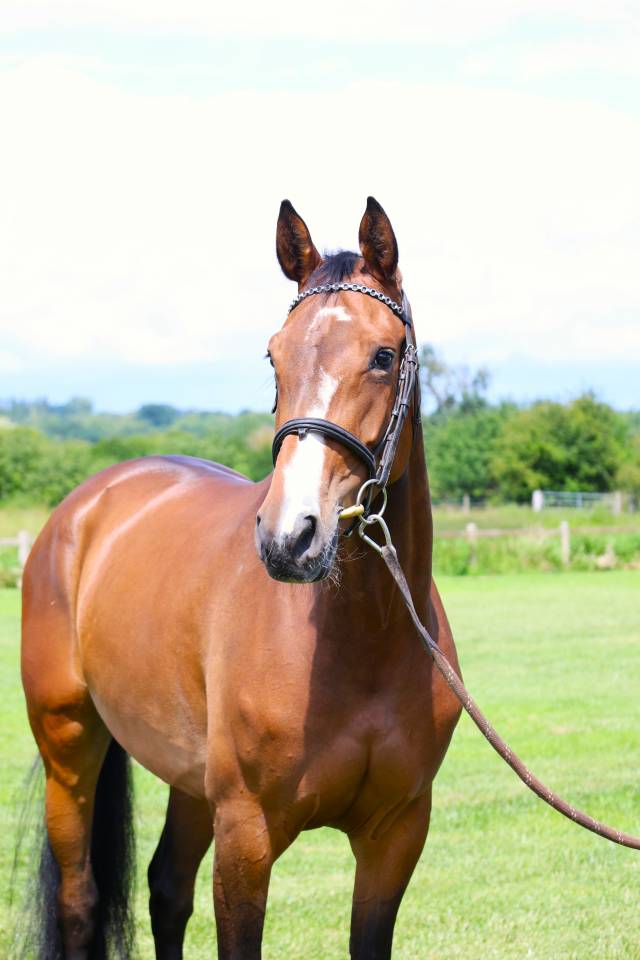 Yegua Silla Franc&eacute;s En venta 2021 Bayo por BALOU STAR