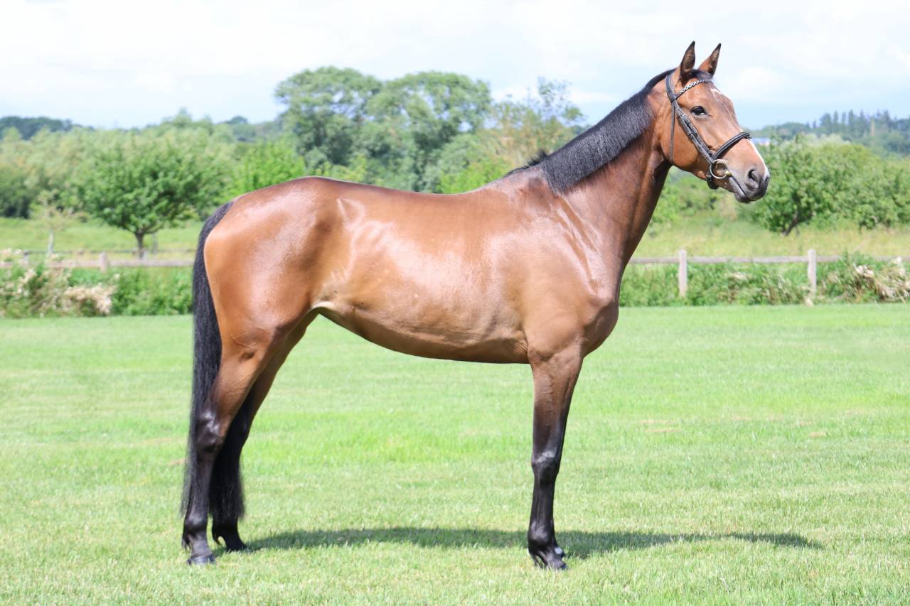 Yegua Silla Franc&eacute;s En venta 2021 Bayo por BALOU STAR
