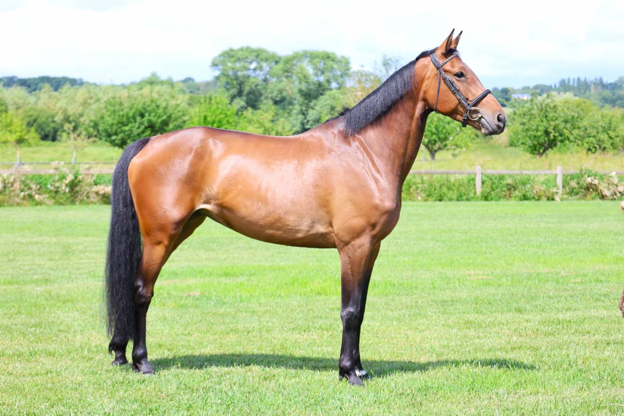 Yegua Silla Franc&eacute;s En venta 2021 Bayo por BALOU STAR