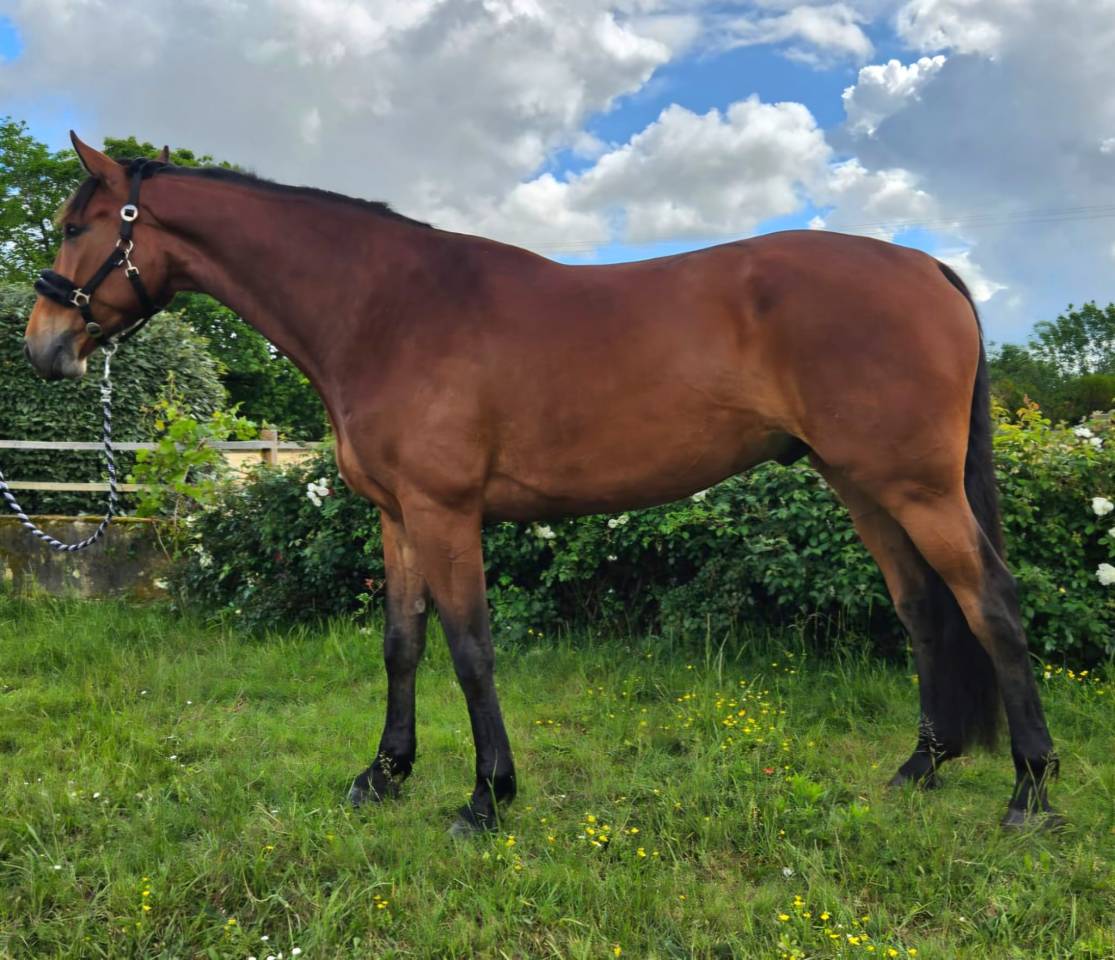 Caballo castrado Silla Franc&eacute;s En venta 2021 Bayo por verdi tn