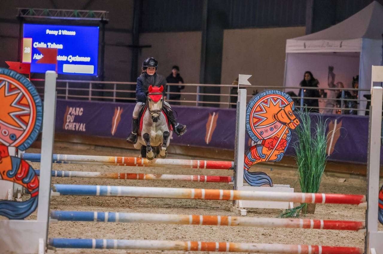 Caballo castrado PFS Poni Fran&ccedil;&eacute;s de Silla En venta 2017 Isabelo
