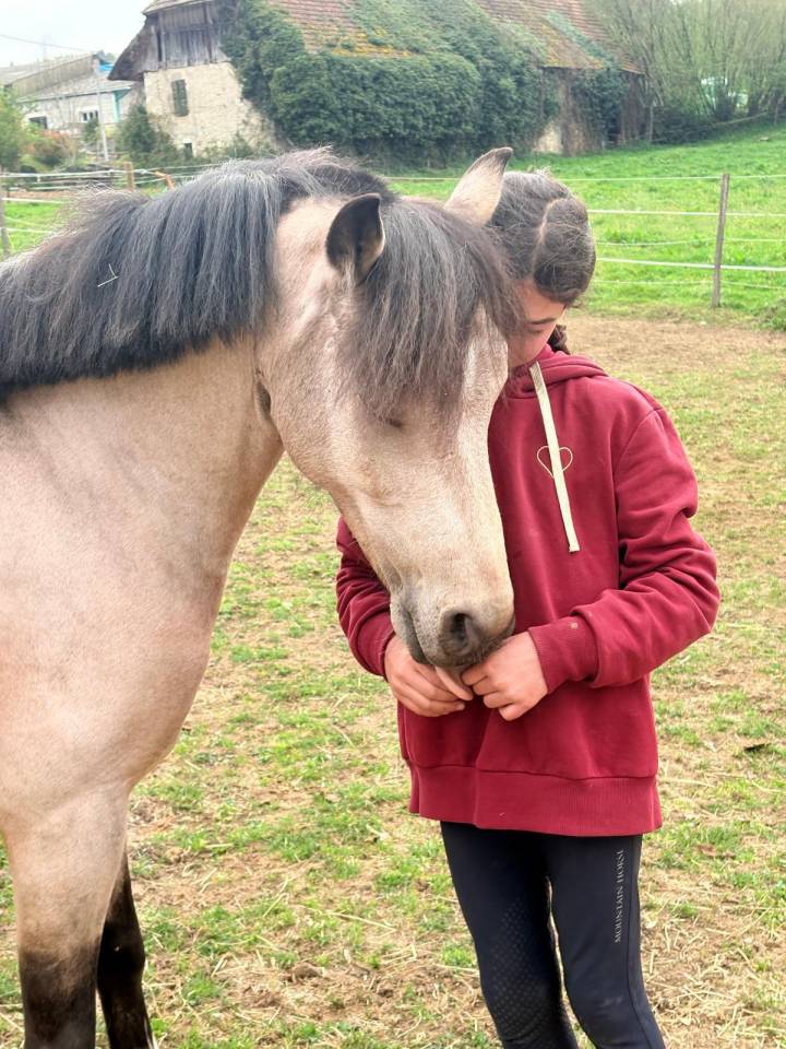Caballo castrado PFS Poni Fran&ccedil;&eacute;s de Silla En venta 2017 Isabelo