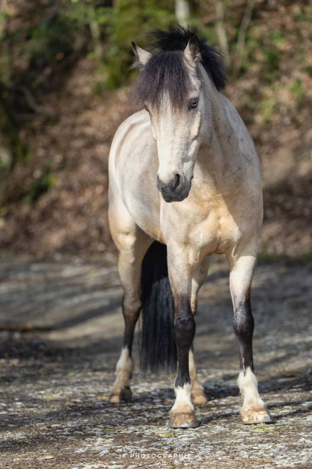 Caballo castrado PFS Poni Fran&ccedil;&eacute;s de Silla En venta 2017 Isabelo