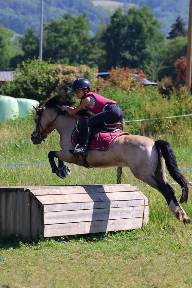 Caballo castrado PFS Poni Fran&ccedil;&eacute;s de Silla En venta 2017 Isabelo