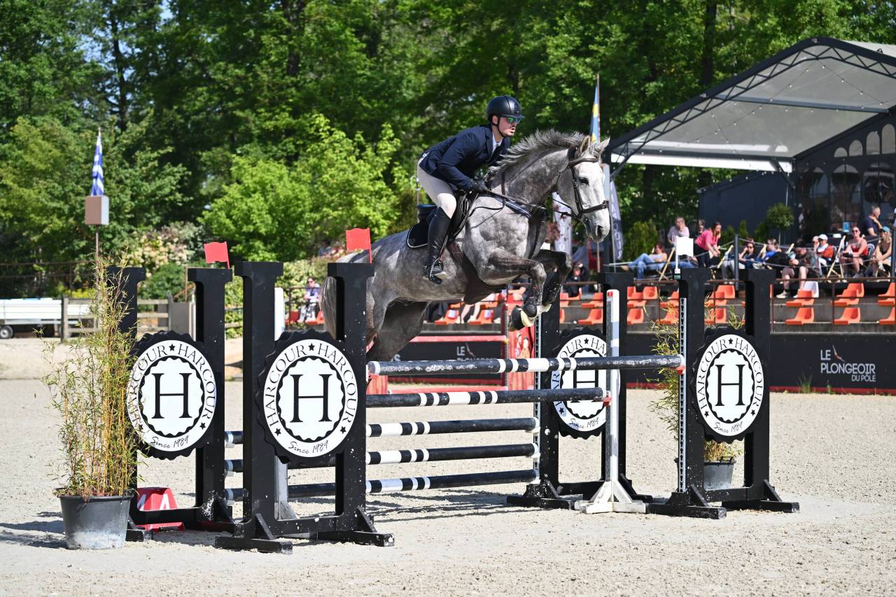 Caballo castrado Silla Franc&eacute;s En venta 2018 Tordo por URANO DE CARTIGNY