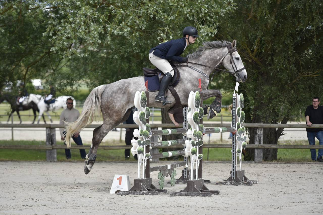 Caballo castrado Silla Franc&eacute;s En venta 2018 Tordo por URANO DE CARTIGNY