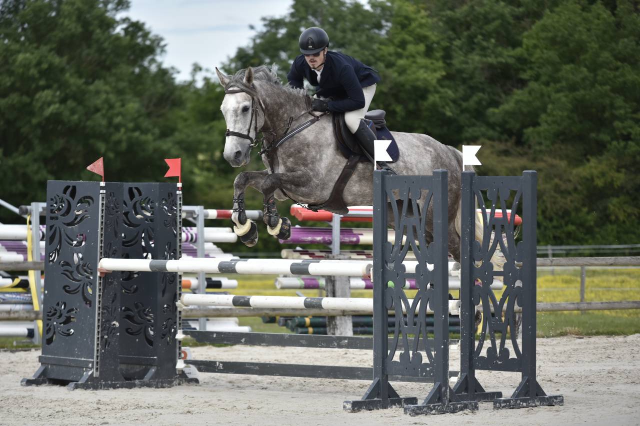 Caballo castrado Silla Franc&eacute;s En venta 2018 Tordo por URANO DE CARTIGNY