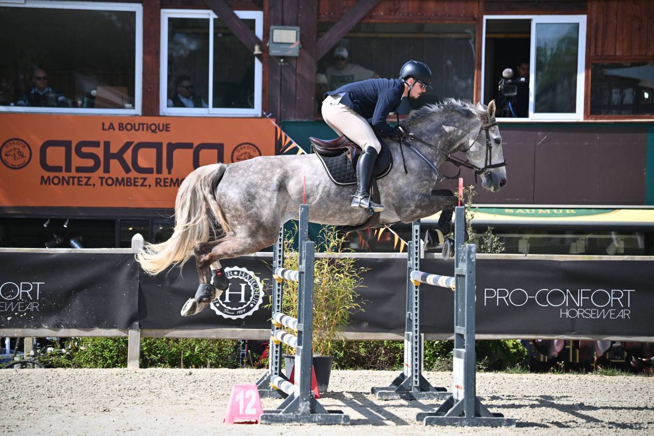 Caballo castrado Silla Franc&eacute;s En venta 2018 Tordo por URANO DE CARTIGNY