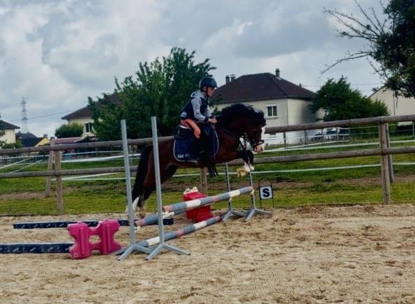 Caballo entero PFS Poni Fran&ccedil;&eacute;s de Silla En venta 2023 Bayo