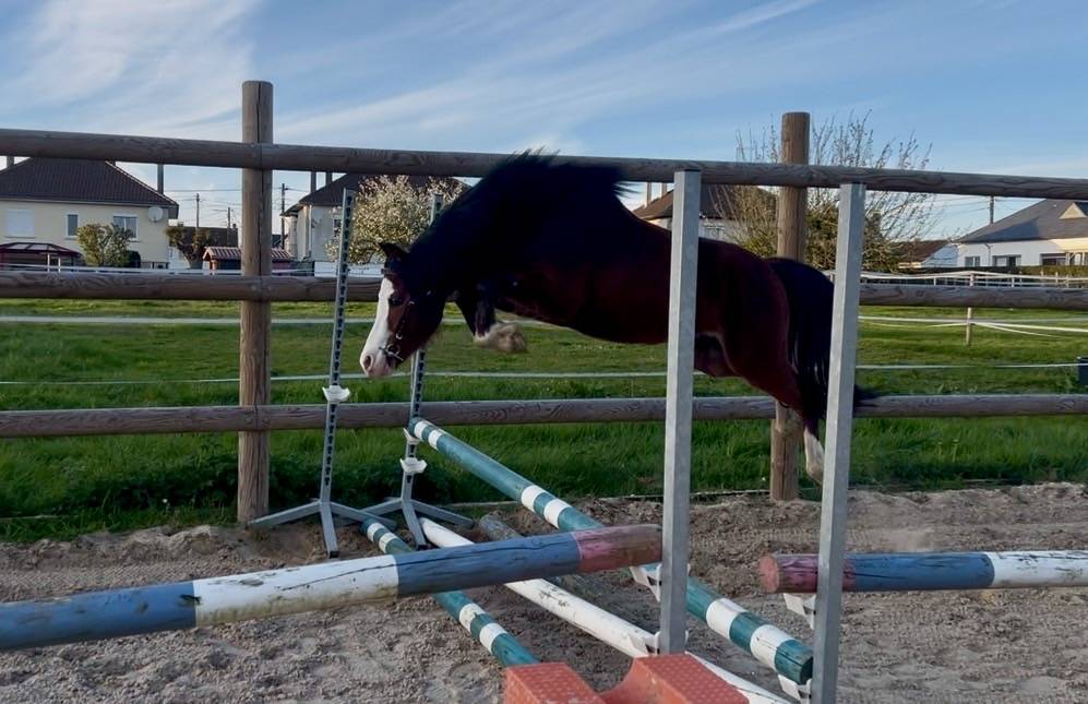 Caballo entero PFS Poni Fran&ccedil;&eacute;s de Silla En venta 2023 Bayo