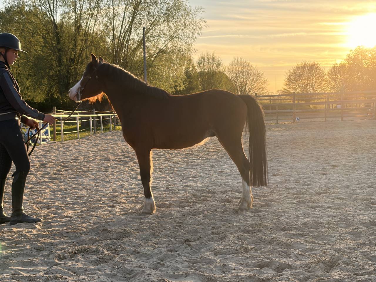 Caballo entero PFS Poni Fran&ccedil;&eacute;s de Silla En venta 2023 Bayo