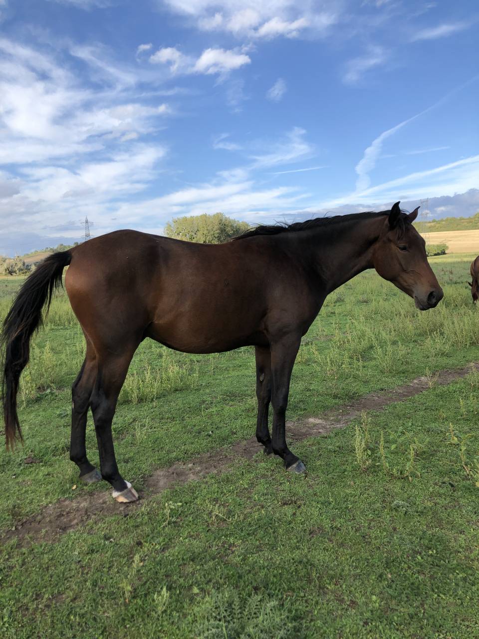 Caballo castrado Anglo-Arabe En venta 2020 Bayo moreno por Sallaz Fun n'games