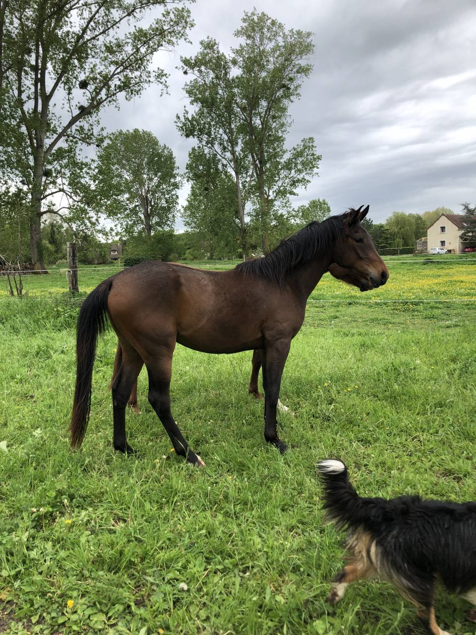 Caballo castrado Anglo-Arabe En venta 2020 Bayo moreno por Sallaz Fun n'games