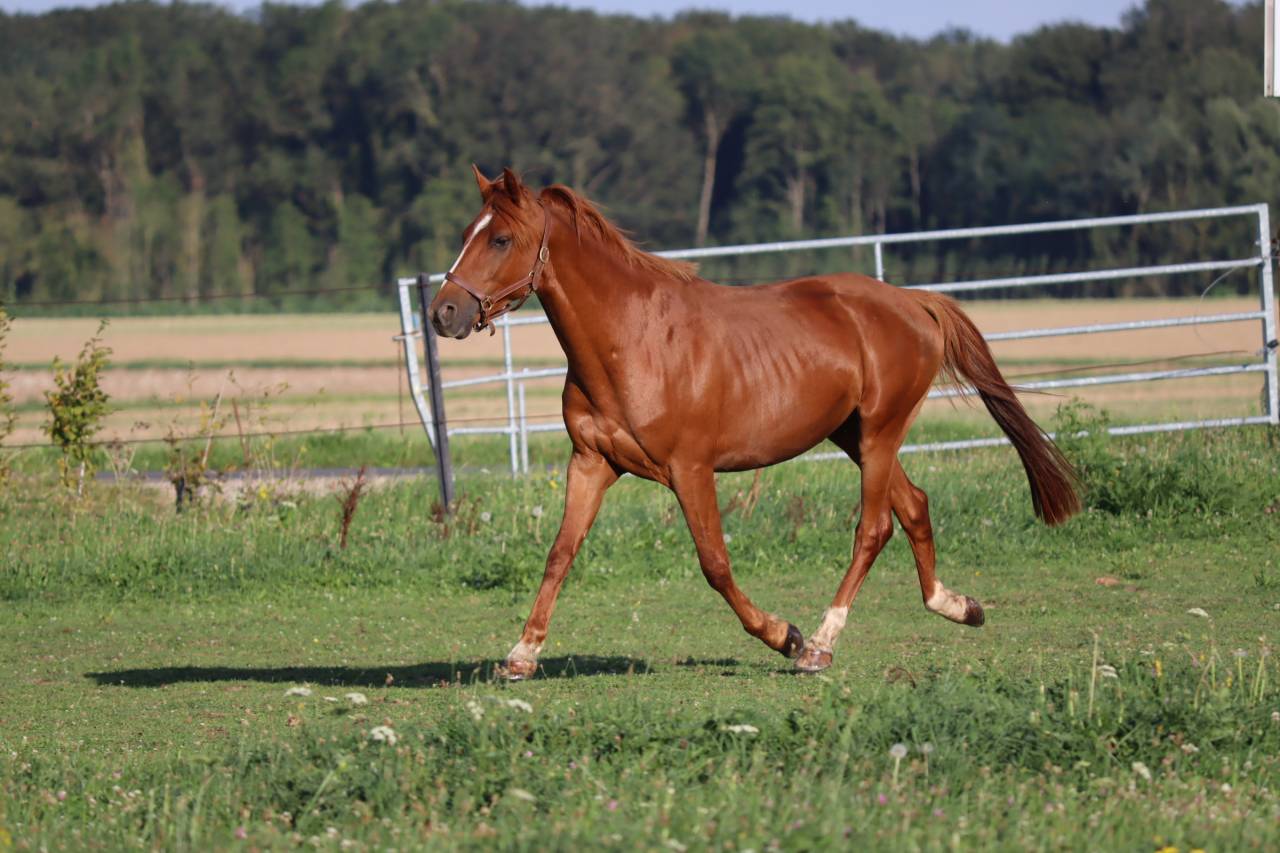 Caballo castrado Media Sangre Arabe En venta 2019 Alaz&aacute;n por JORMANE DU VOLDAY