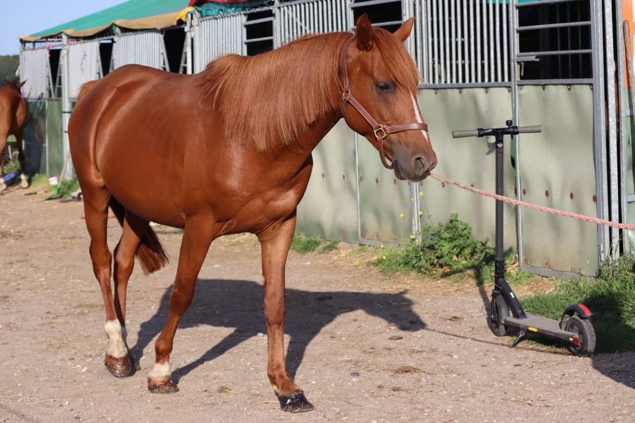 Caballo castrado Media Sangre Arabe En venta 2019 Alaz&aacute;n por JORMANE DU VOLDAY