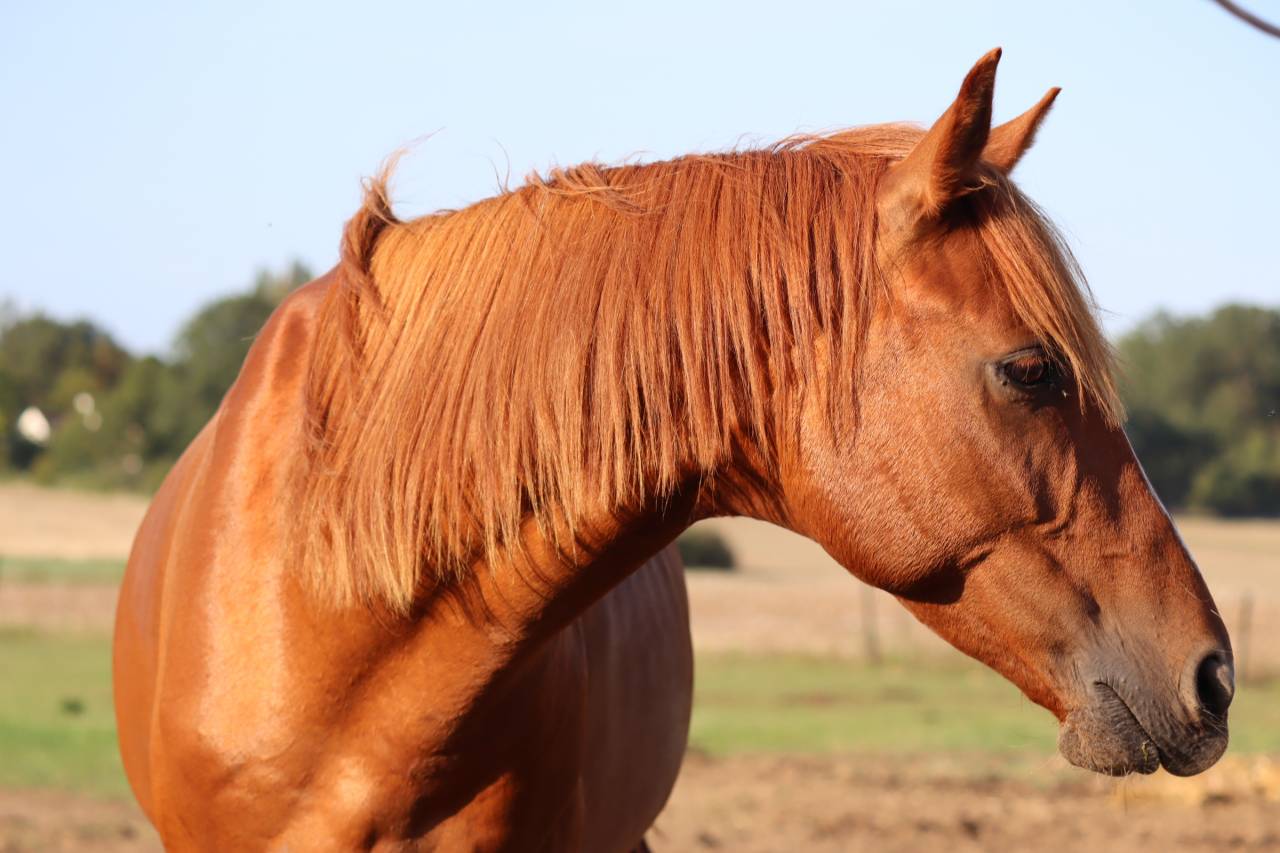 Caballo castrado Media Sangre Arabe En venta 2019 Alaz&aacute;n por JORMANE DU VOLDAY