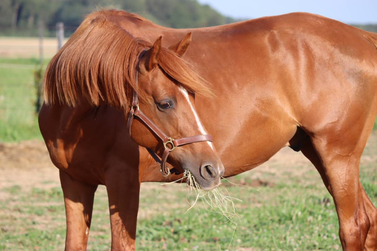 Caballo castrado Media Sangre Arabe En venta 2019 Alaz&aacute;n por JORMANE DU VOLDAY