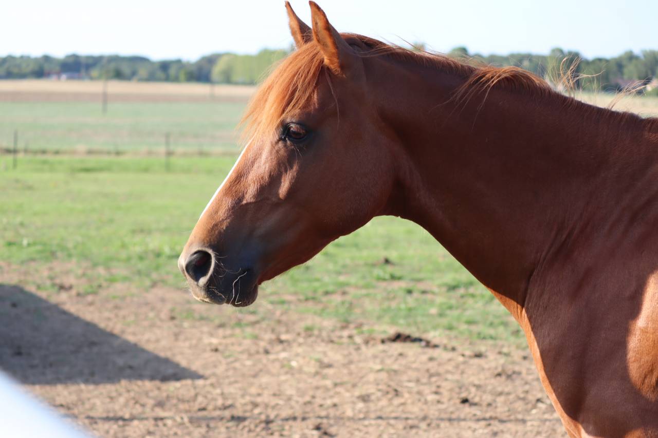 Caballo castrado Media Sangre Arabe En venta 2019 Alaz&aacute;n por JORMANE DU VOLDAY