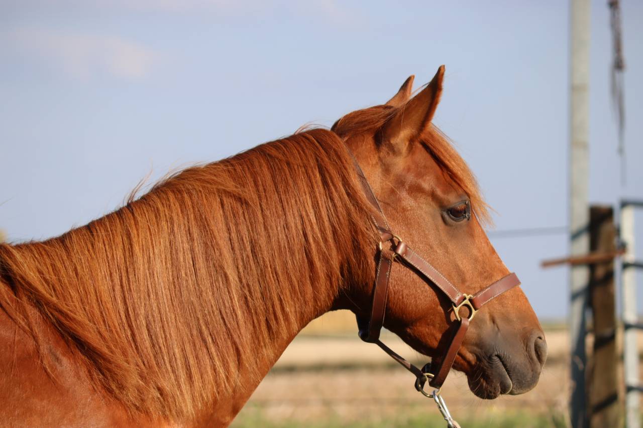 Caballo castrado Media Sangre Arabe En venta 2019 Alaz&aacute;n por JORMANE DU VOLDAY
