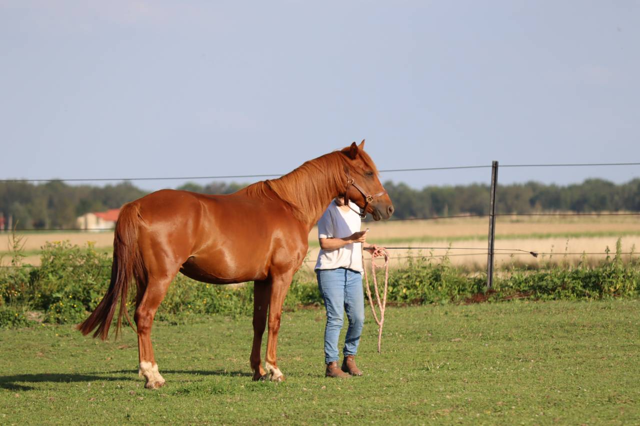 Caballo castrado Media Sangre Arabe En venta 2019 Alaz&aacute;n por JORMANE DU VOLDAY