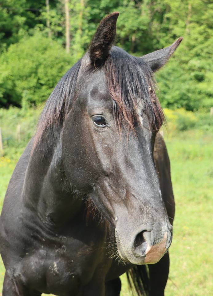 Potro Silla Franc&eacute;s En venta 2024 Negro por diarado