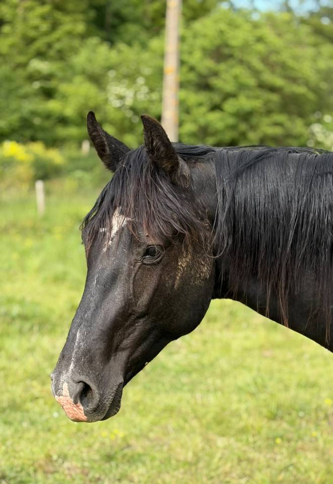 Potro Silla Franc&eacute;s En venta 2024 Negro por diarado