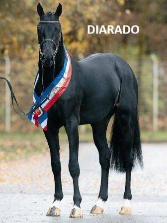Potro Silla Franc&eacute;s En venta 2024 Negro por diarado
