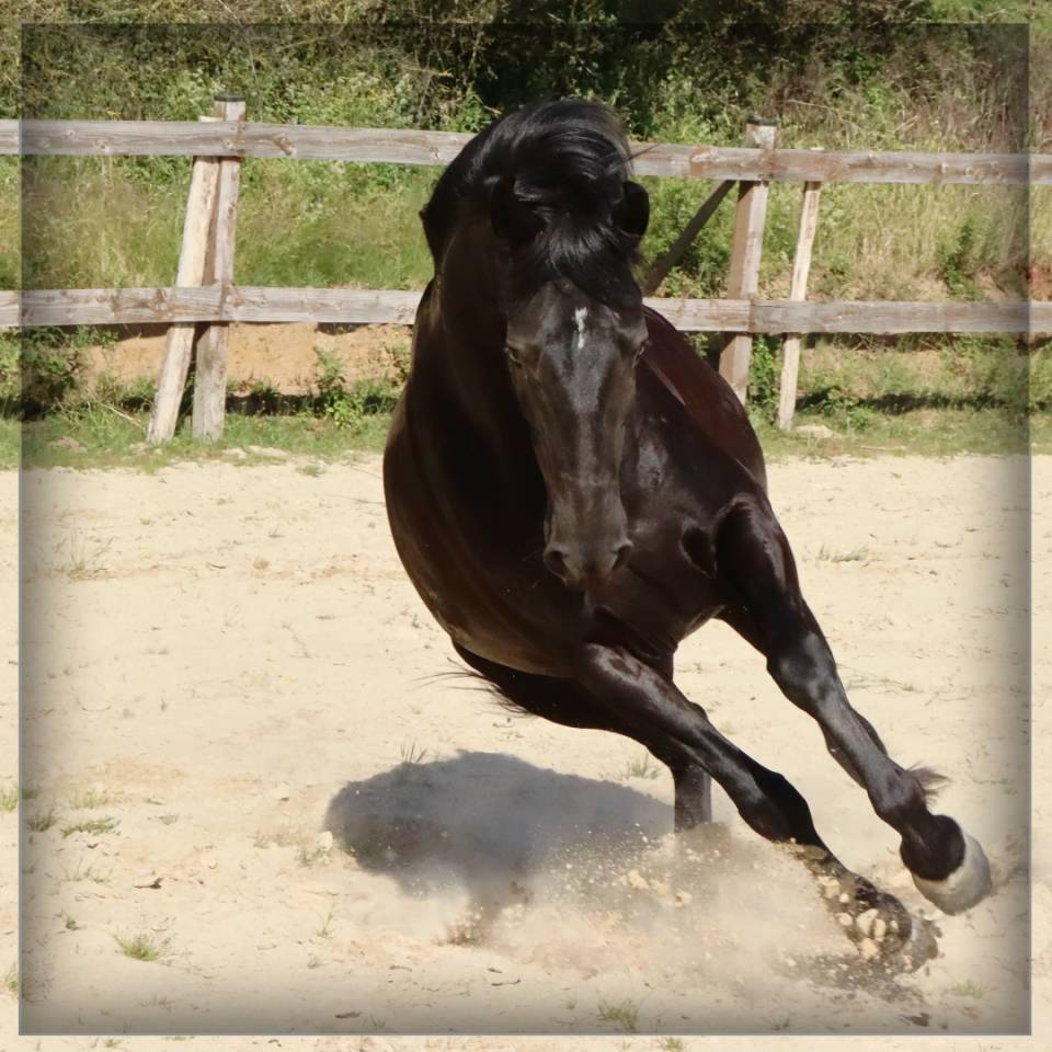 Yegua Caballo Menorquin En venta 2015 Negro