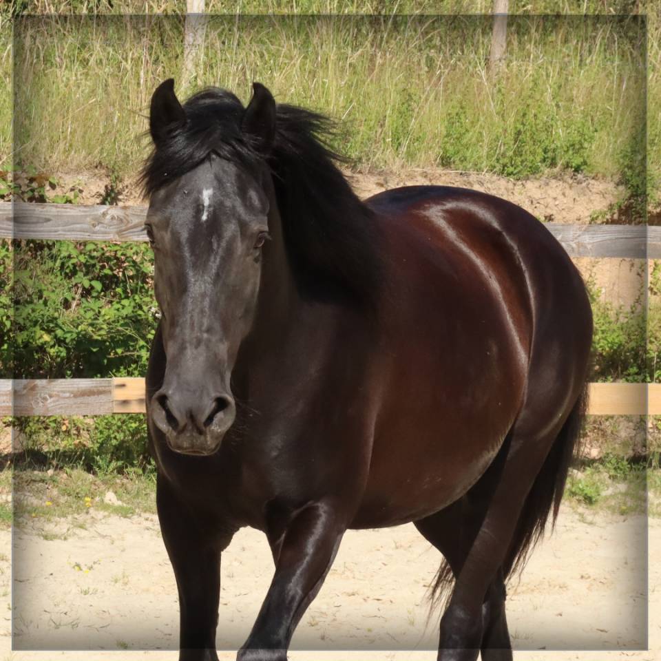 Yegua Caballo Menorquin En venta 2015 Negro