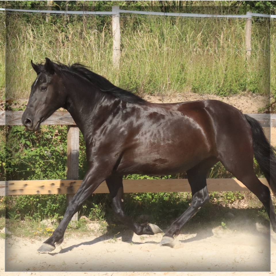 Yegua Caballo Menorquin En venta 2015 Negro