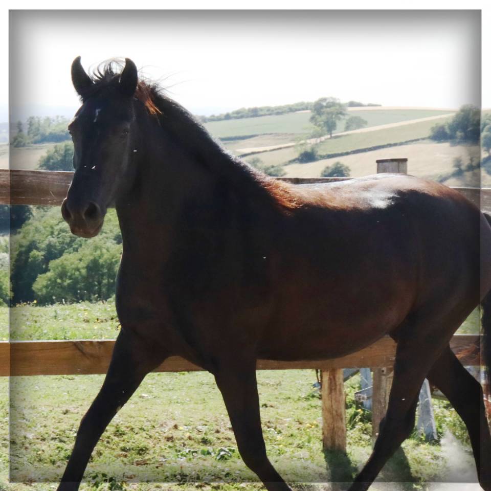 Yegua Caballo Menorquin En venta 2015 Negro