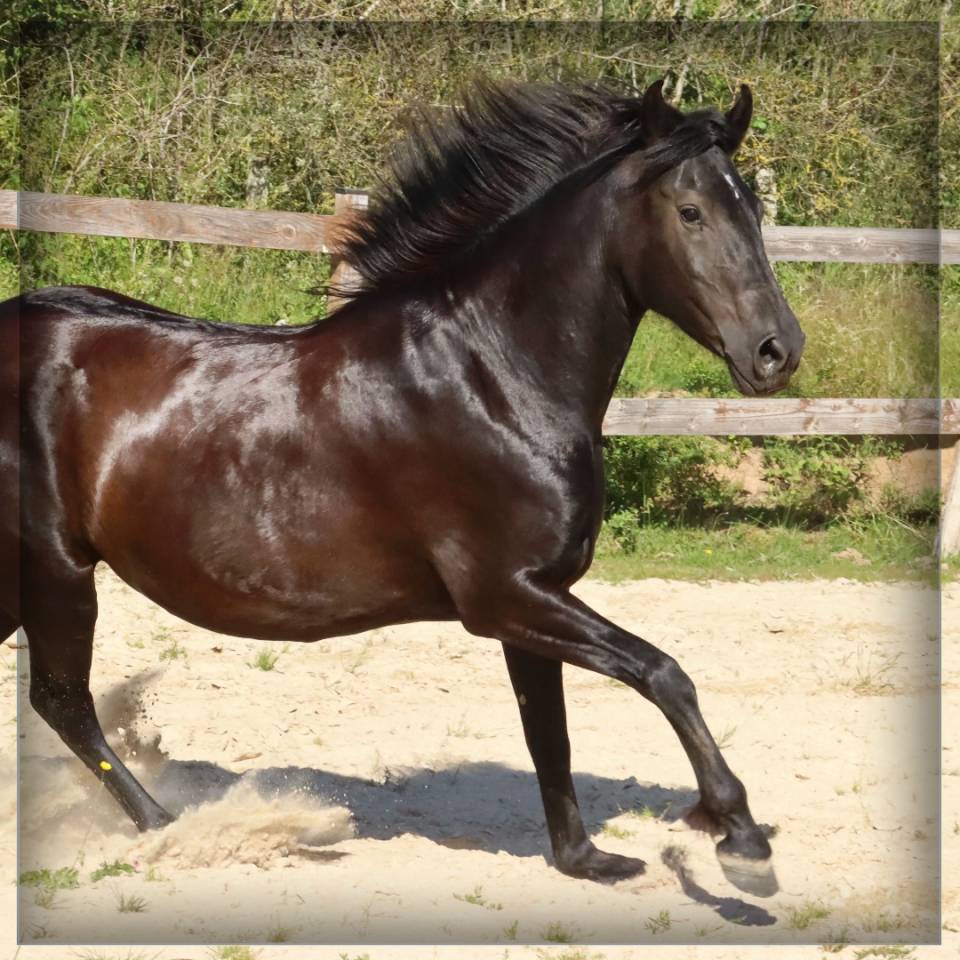 Yegua Caballo Menorquin En venta 2015 Negro