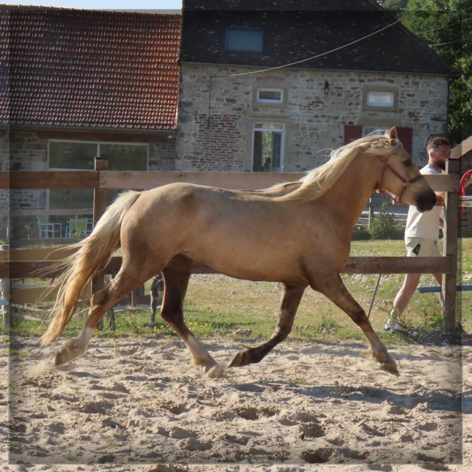Yegua Welsh Poni (Secci&oacute;n D), Welsh Cob  En venta 2023 Palomino por Just a breeze Kiba