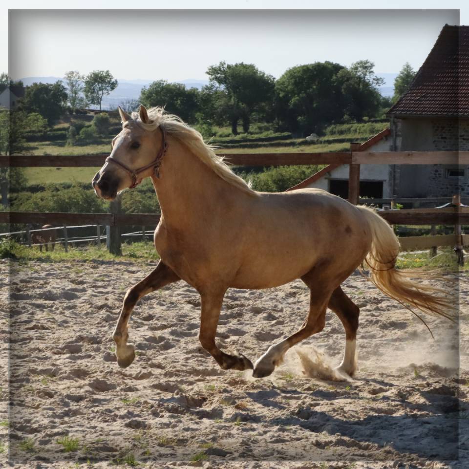 Yegua Welsh Poni (Secci&oacute;n D), Welsh Cob  En venta 2023 Palomino por Just a breeze Kiba