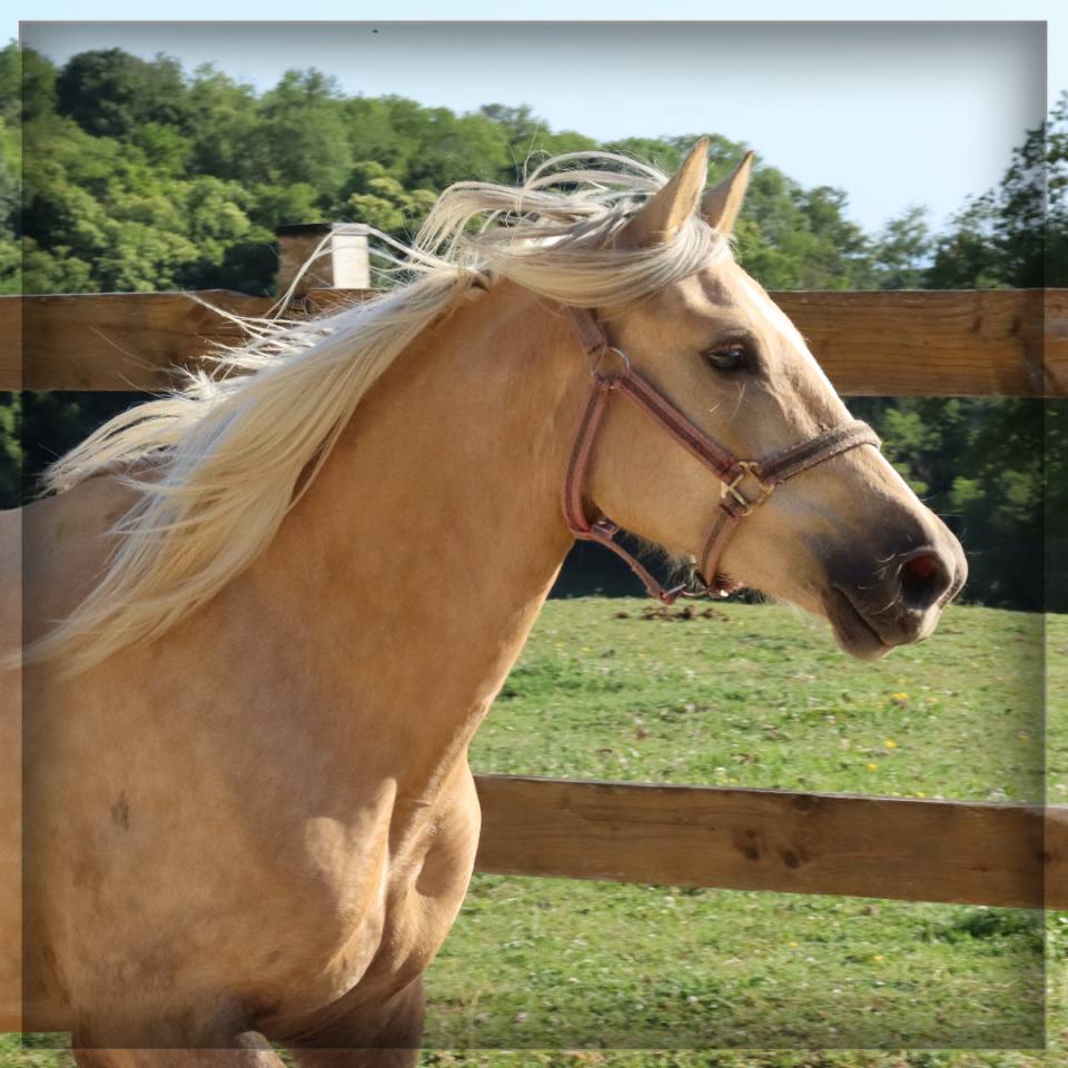 Yegua Welsh Poni (Secci&oacute;n D), Welsh Cob  En venta 2023 Palomino por Just a breeze Kiba