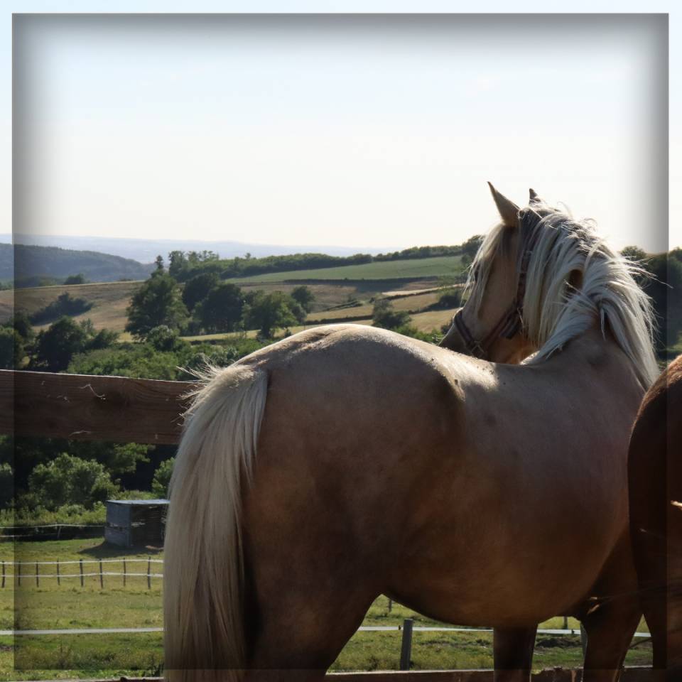 Yegua Welsh Poni (Secci&oacute;n D), Welsh Cob  En venta 2023 Palomino por Just a breeze Kiba