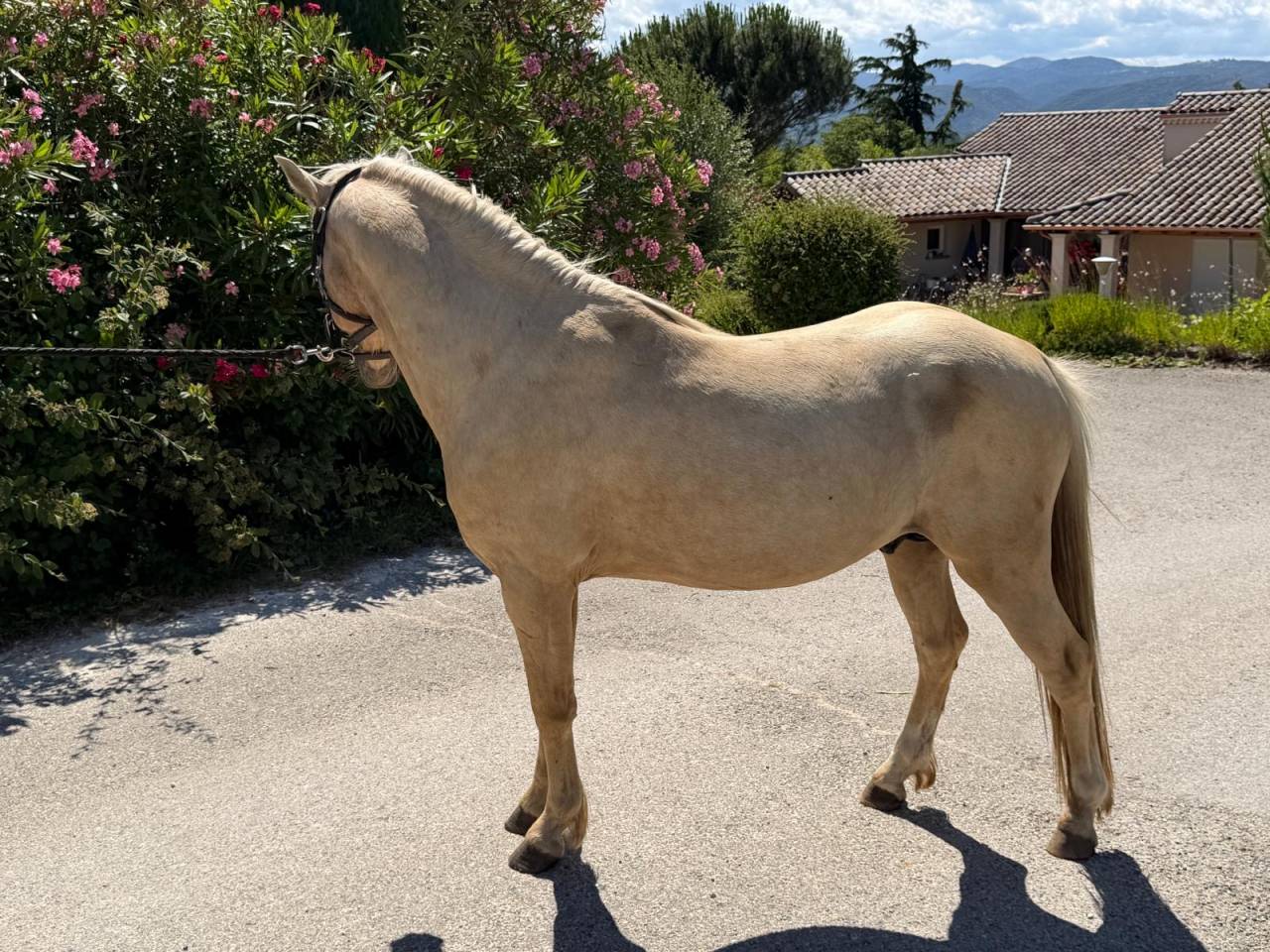 Caballo entero Welsh Part Bred En venta 2022 Palomino