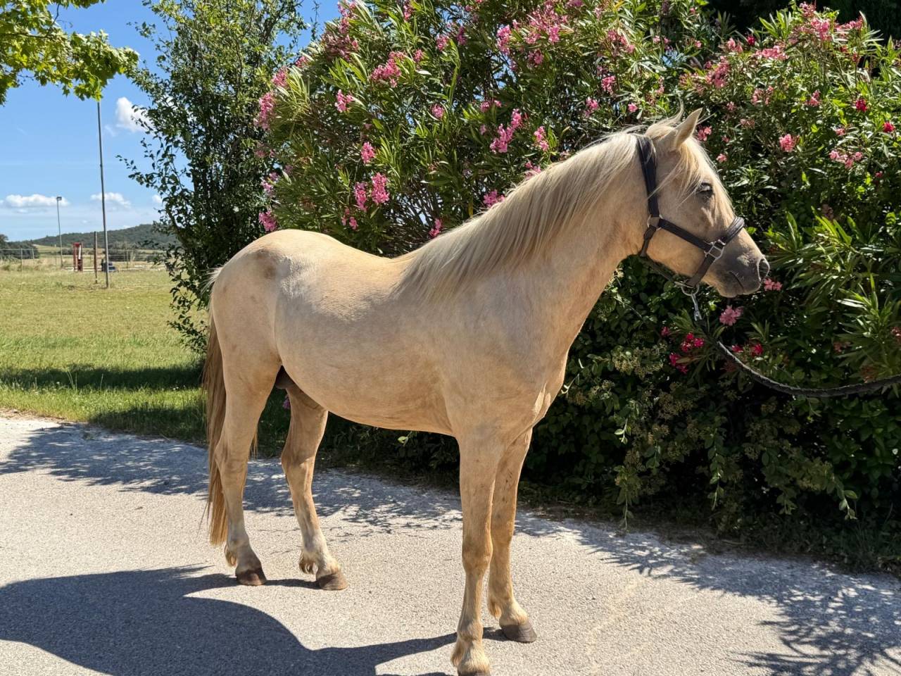 Caballo entero Welsh Part Bred En venta 2022 Palomino
