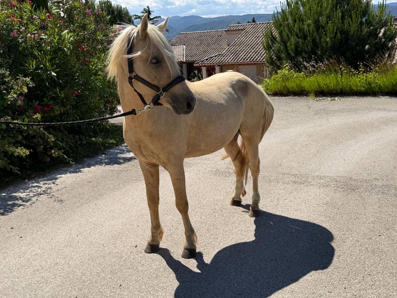 Caballo entero Welsh Part Bred En venta 2022 Palomino