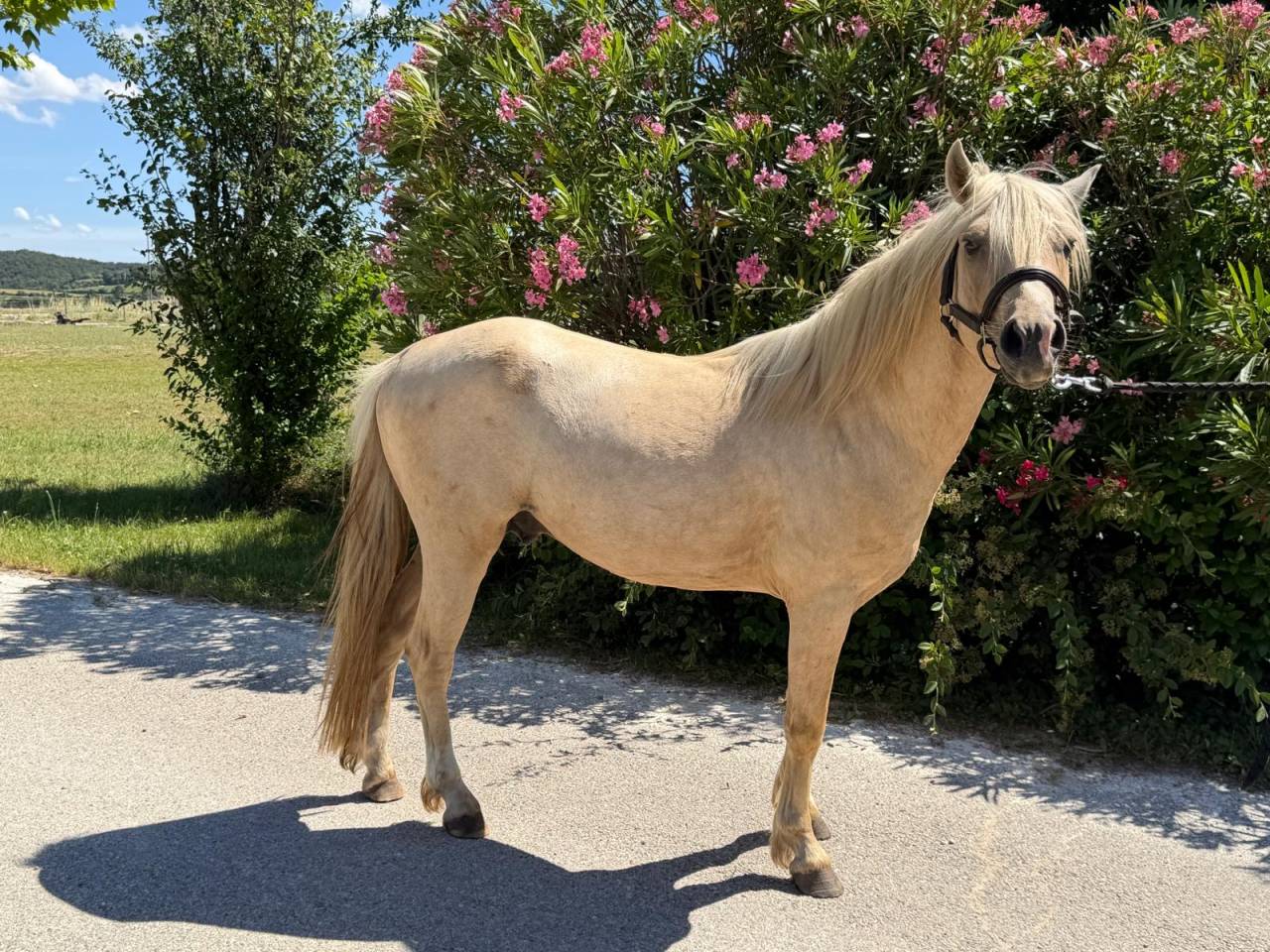 Caballo entero Welsh Part Bred En venta 2022 Palomino
