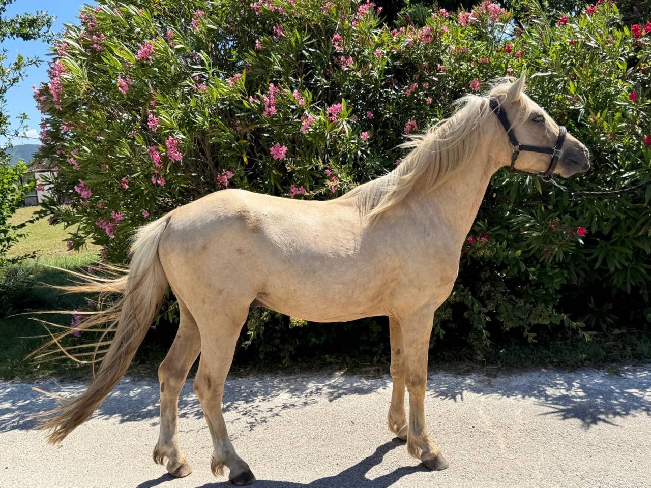 Caballo entero Welsh Part Bred En venta 2022 Palomino