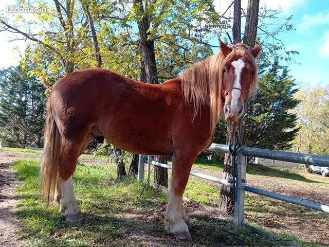 Caballo castrado Tiro Bret&oacute;n En venta 2016 Alaz&aacute;n por DIAOULIK AR PALUD ?BR