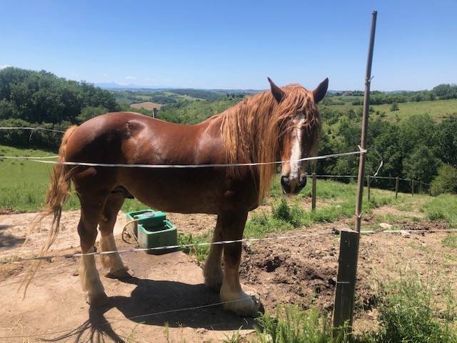 Caballo castrado Tiro Bret&oacute;n En venta 2016 Alaz&aacute;n por DIAOULIK AR PALUD ?BR