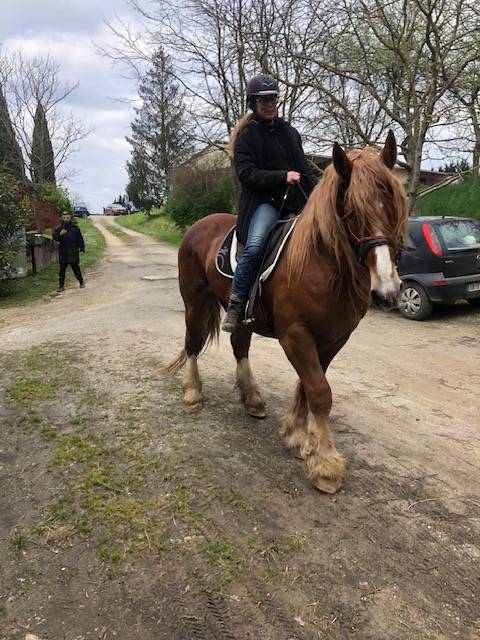 Caballo castrado Tiro Bret&oacute;n En venta 2016 Alaz&aacute;n por DIAOULIK AR PALUD ?BR