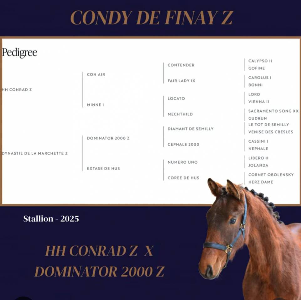 Semental Zangersheide En venta 2025 Bayo por HH Conrad Z