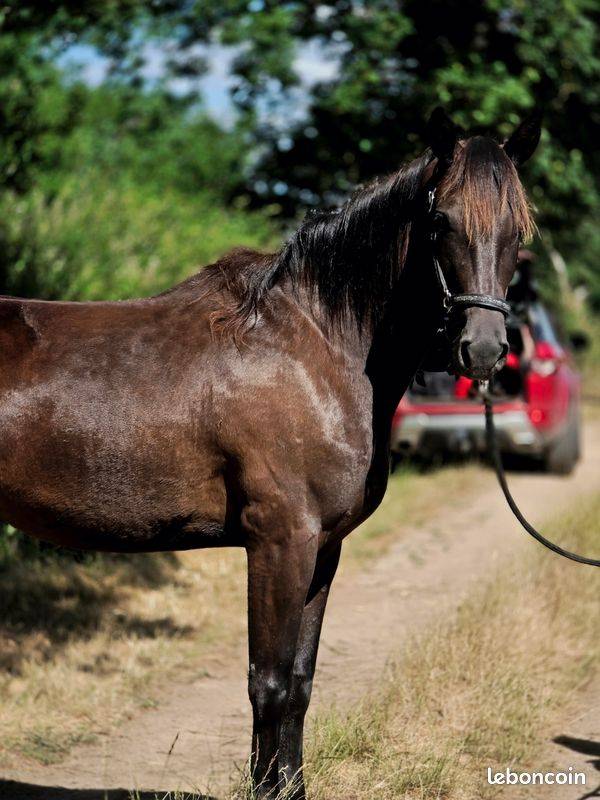 Yegua Trot&oacute;n Franc&eacute;s En venta 2023 Negro