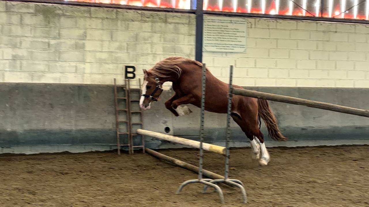 Caballo entero Welsh Poni (Secci&oacute;n D), Welsh Cob  En venta 2023 Alaz&aacute;n por SYNOD ROYALSHOW