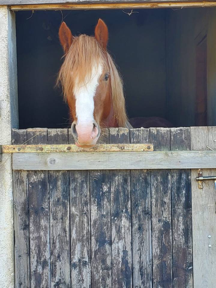 Caballo entero Welsh Poni (Secci&oacute;n D), Welsh Cob  En venta 2023 Alaz&aacute;n por SYNOD ROYALSHOW