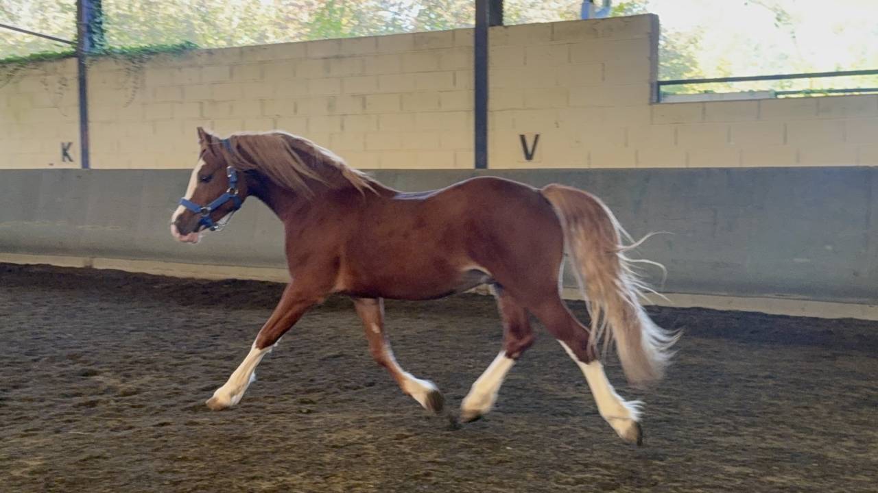 Caballo entero Welsh Poni (Secci&oacute;n D), Welsh Cob  En venta 2023 Alaz&aacute;n por SYNOD ROYALSHOW
